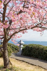 聖崎公園、河津桜、2月春の花、愛知県知多郡の観光・撮影スポットの画像と写真