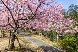 聖崎公園、河津桜、2月春の花、愛知県知多郡の観光・撮影スポットの画像と写真
