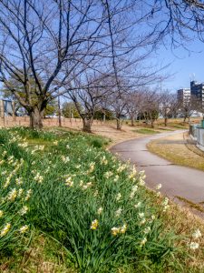 細口池公園、水仙、2月春の花、名古屋市天白区の観光・撮影スポットの名所