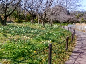 細口池公園、水仙、2月春の花、名古屋市天白区の観光・撮影スポットの名所