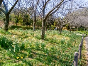 細口池公園、水仙、2月春の花、名古屋市天白区の観光・撮影スポットの名所