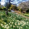 細口池公園、水仙、2月春の花、名古屋市天白区の観光・撮影スポットの名所