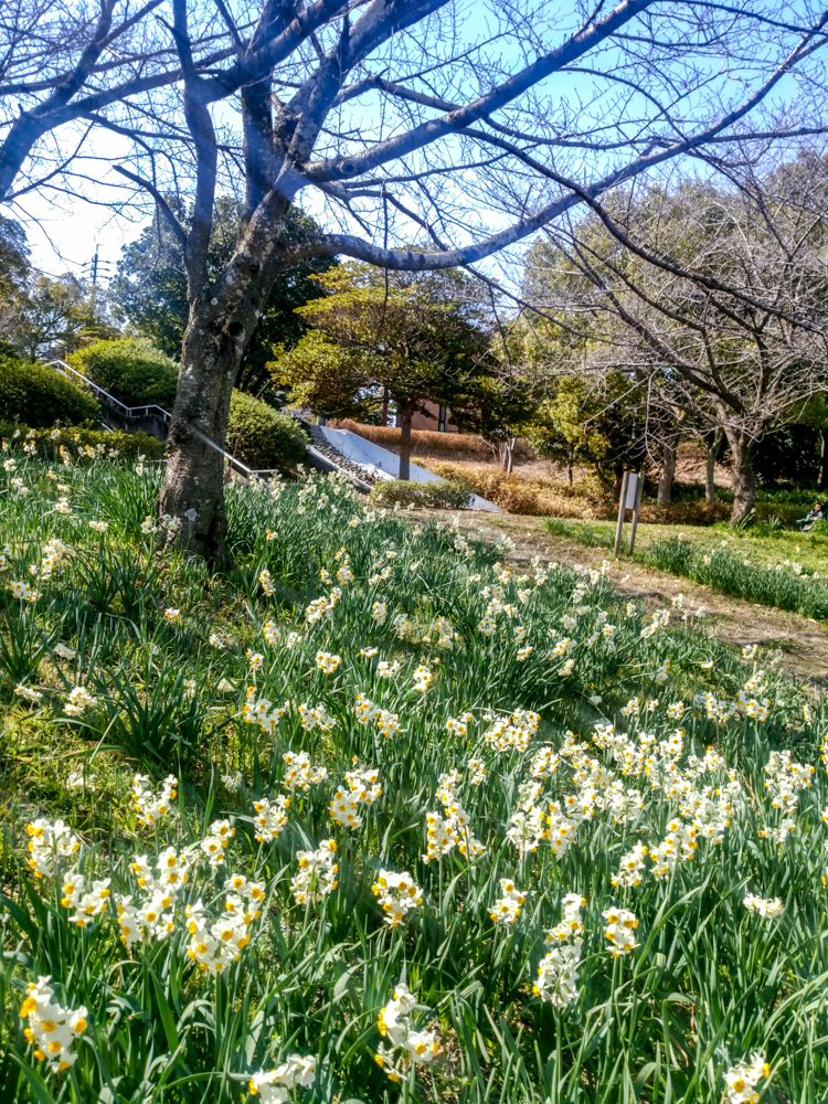 細口池公園、水仙、2月春の花、名古屋市天白区の観光・撮影スポットの名所