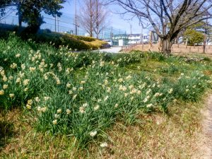 細口池公園、水仙、2月春の花、名古屋市天白区の観光・撮影スポットの名所