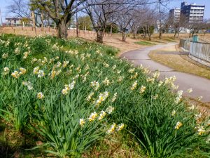 細口池公園、水仙、2月春の花、名古屋市天白区の観光・撮影スポットの名所