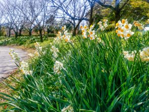 細口池公園、水仙、2月春の花、名古屋市天白区の観光・撮影スポットの名所