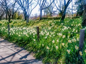 細口池公園、水仙、2月春の花、名古屋市天白区の観光・撮影スポットの名所