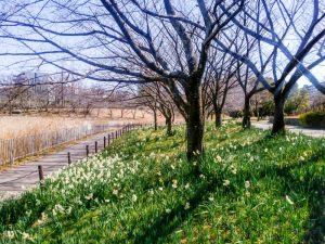 細口池公園、水仙、2月春の花、名古屋市天白区の観光・撮影スポットの名所
