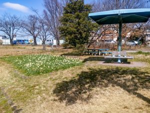 細口池公園、水仙、2月春の花、名古屋市天白区の観光・撮影スポットの名所