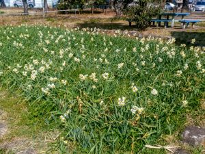 細口池公園、水仙、2月春の花、名古屋市天白区の観光・撮影スポットの名所