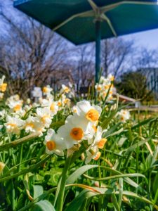 細口池公園、水仙、2月春の花、名古屋市天白区の観光・撮影スポットの名所