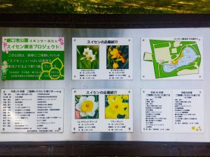 細口池公園、水仙、2月春の花、名古屋市天白区の観光・撮影スポットの名所