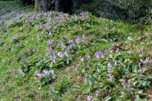 石巻西川カタクリ山、3月春の花、愛知県豊橋市の観光・撮影スポットの画像と写真