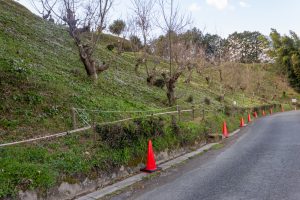 石巻西川カタクリ山、3月春の花、愛知県豊橋市の観光・撮影スポットの画像と写真