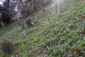 石巻西川カタクリ山、3月春の花、愛知県豊橋市の観光・撮影スポットの画像と写真
