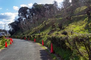 石巻西川カタクリ山、3月春の花、愛知県豊橋市の観光・撮影スポットの画像と写真