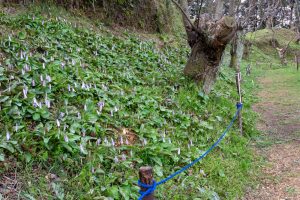 石巻西川カタクリ山、3月春の花、愛知県豊橋市の観光・撮影スポットの画像と写真