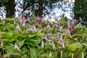 石巻西川カタクリ山、3月春の花、愛知県豊橋市の観光・撮影スポットの画像と写真