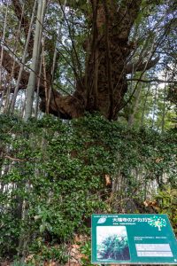 石巻西川カタクリ山、3月春の花、愛知県豊橋市の観光・撮影スポットの画像と写真