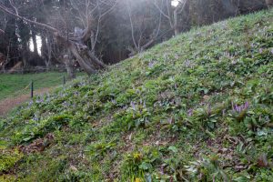 石巻西川カタクリ山、3月春の花、愛知県豊橋市の観光・撮影スポットの画像と写真