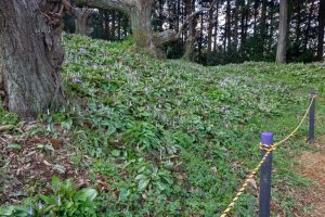 石巻西川カタクリ山、3月春の花、愛知県豊橋市の観光・撮影スポットの画像と写真