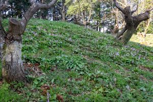石巻西川カタクリ山、3月春の花、愛知県豊橋市の観光・撮影スポットの画像と写真