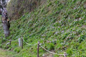 石巻西川カタクリ山、3月春の花、愛知県豊橋市の観光・撮影スポットの画像と写真