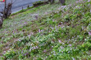 石巻西川カタクリ山、3月春の花、愛知県豊橋市の観光・撮影スポットの画像と写真