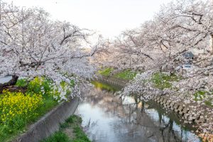 岩倉五条川の桜並木、3月春の花、愛知県岩倉市の観光・撮影スポットの画像と写真