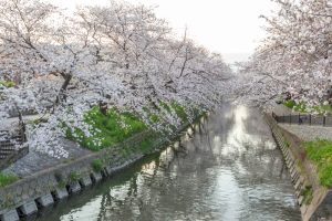 岩倉五条川の桜並木、3月春の花、愛知県岩倉市の観光・撮影スポットの画像と写真