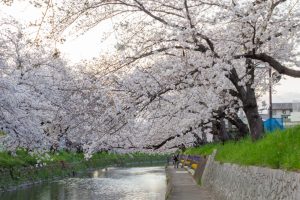 岩倉五条川の桜並木、3月春の花、愛知県岩倉市の観光・撮影スポットの画像と写真