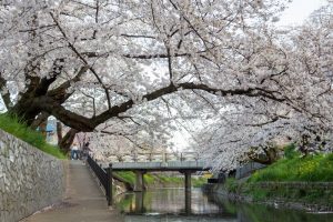 岩倉五条川の桜並木、3月春の花、愛知県岩倉市の観光・撮影スポットの画像と写真