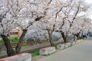 岩倉五条川の桜並木、3月春の花、愛知県岩倉市の観光・撮影スポットの画像と写真
