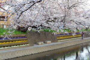 岩倉五条川の桜並木、3月春の花、愛知県岩倉市の観光・撮影スポットの画像と写真