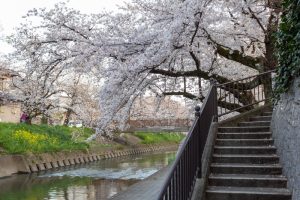 岩倉五条川の桜並木、3月春の花、愛知県岩倉市の観光・撮影スポットの画像と写真