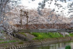 岩倉五条川の桜並木、3月春の花、愛知県岩倉市の観光・撮影スポットの画像と写真