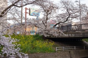 岩倉五条川の桜並木、3月春の花、愛知県岩倉市の観光・撮影スポットの画像と写真
