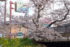 岩倉五条川の桜並木、3月春の花、愛知県岩倉市の観光・撮影スポットの画像と写真