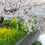 岩倉五条川の桜並木、3月春の花、愛知県岩倉市の観光・撮影スポットの画像と写真