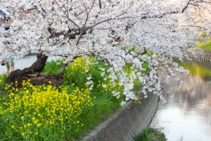 岩倉五条川の桜並木、3月春の花、愛知県岩倉市の観光・撮影スポットの画像と写真