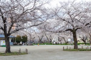 岩倉五条川の桜並木、3月春の花、愛知県岩倉市の観光・撮影スポットの画像と写真