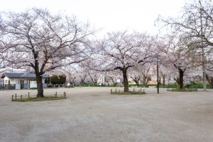 岩倉五条川の桜並木、3月春の花、愛知県岩倉市の観光・撮影スポットの画像と写真