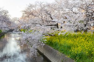 岩倉五条川の桜並木、3月春の花、愛知県岩倉市の観光・撮影スポットの画像と写真
