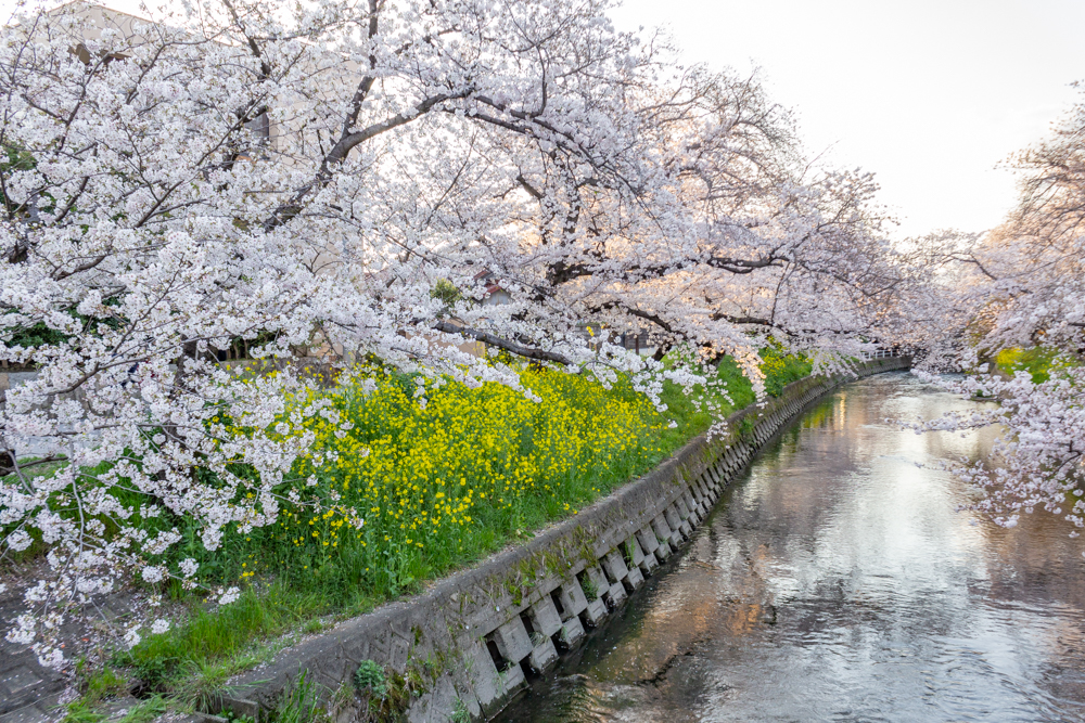 岩倉五条川の桜並木、3月春の花、愛知県岩倉市の観光・撮影スポットの画像と写真