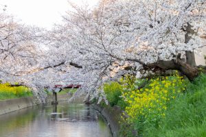 岩倉五条川の桜並木、3月春の花、愛知県岩倉市の観光・撮影スポットの画像と写真