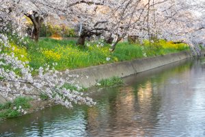 岩倉五条川の桜並木、3月春の花、愛知県岩倉市の観光・撮影スポットの画像と写真