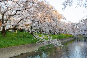 岩倉五条川の桜並木、3月春の花、愛知県岩倉市の観光・撮影スポットの画像と写真