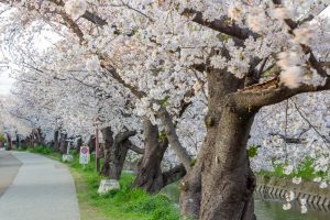 岩倉五条川の桜並木、3月春の花、愛知県岩倉市の観光・撮影スポットの画像と写真