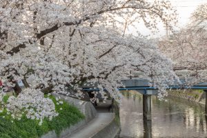 岩倉五条川の桜並木、3月春の花、愛知県岩倉市の観光・撮影スポットの画像と写真
