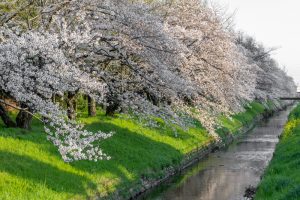 岩倉市矢戸川、桜、３月春の花、愛知県岩倉市の観光・撮影スポットの名所